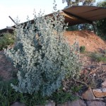 Salt Bush